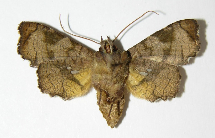 Fig 12. Adulto de <i>Dysodia</i> Janzen03;; familia Thyrididae, vista dorsal, en alas abiertas miden 31mm. 
Voucher 01-SRNP-4788-DHJ337847