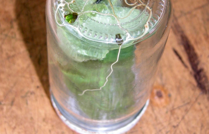 Fig 16. Parásito <i>Dysodia</i> Janzen03, de familia Mermitidae, dentro de la botella, en último estadio. Planta <i>Piper auritum</i>. Estación Biológica Caribe. 
Voucher 03-SRNP-11029-DHJ35315.jpg.