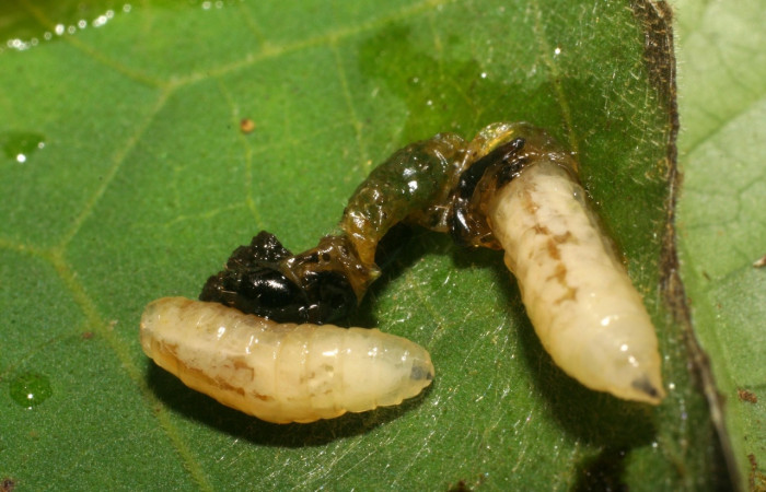 Fig 15. Pupario de parasito <i>Dysodia</i> Janzen03, especie <i>Lixophaga</i> Wood03, subfamilia Exoristinae, familia Tachinidae, planta <i>Piper auritum</i>. Estacion Biológica Pitilla.
Voucher 06-SRNP-30839-DHJ412444.jpg.