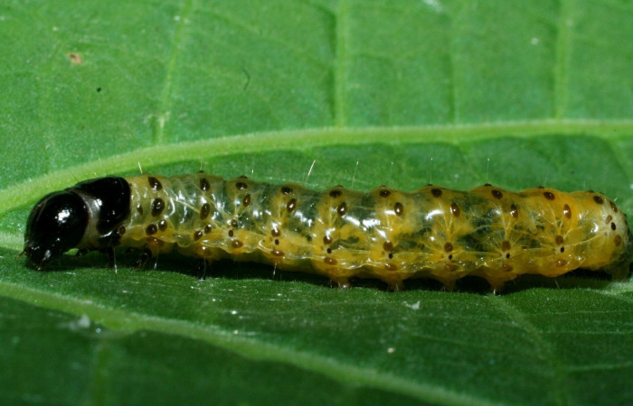Fig 2. Larva <i>Dysodia</i> Janzen03 lateral entero en último estadio, 20 mm de largo, Sector San Cristóbal.
 Voucher 09-SRNP-1931-DHJ453922.jpg