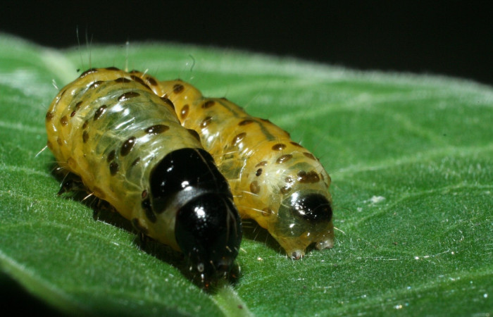 Fig 8. Larva <i>Dysodia</i> Janzen03 vista desde el frente, en último estadio, 20 mm de largo. Sector San Cristóbal. 
Voucher 09-SRNP-1931-DHJ453926.jpg.
