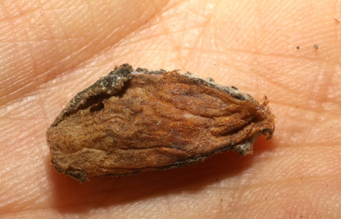 Fig 13. Prepupa de parasito <i>Dysodia</i> Janzen03, Especie <i>Hypomicrogaster luisi</i>. Sub familia Microgastrinae. Familia Braconidae. Sector Santa Rosa. Voucher 09-SRNP-1931-DHJ476137.jpg.