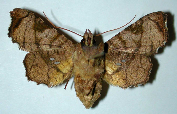 Fig 10. Adulto de <i>Dysodia</i> Janzen03; familia Thyrididae, vista ventral, en alas abiertas miden 31mm.
 Voucher 98-SRNP-15167-DHJ35085.