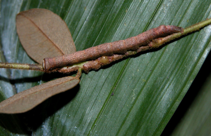 Figura 5. Detalle lateral en último estadío <i>Oxidercia thaumantis</i> (Erebidae). (16- SRNP-27782-DHJ730887).