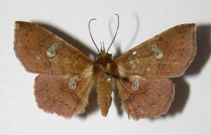 Figura 16. Adulto (dorsal), <i>Oxidercia thaumantis</i> (Erebidae). (06-SRNP-55004- DHJ334596).