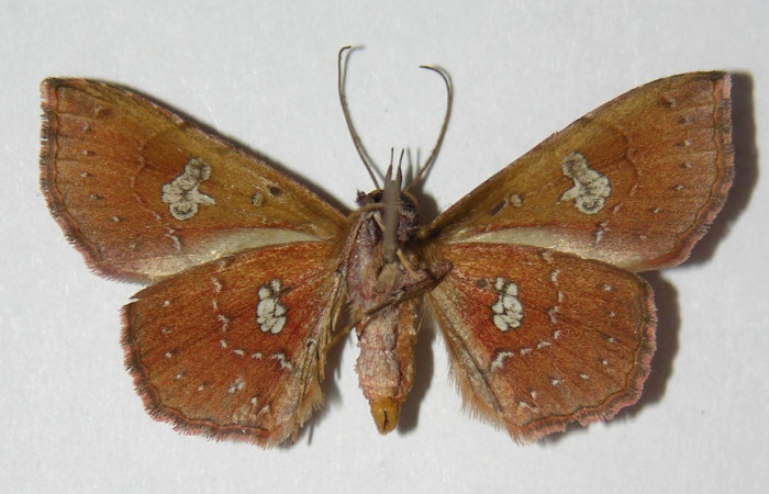 Figura 17. Adulto (ventral), <i>Oxidercia thaumantis</i> (Erebidae). (06-SRNP-55004- DHJ334597).