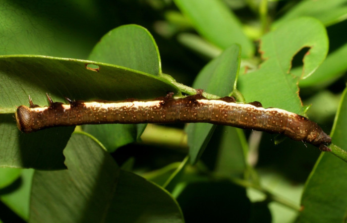 Figura 3. Detalle lateral , <i>Oxidercia thaumantis</i> (Erebidae). (07-SRNP-23604- DHJ429987).