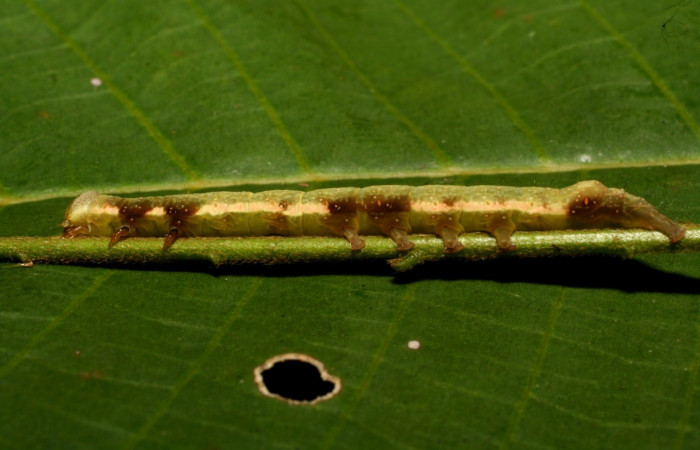 Figura 4. Detalle de patas y propatas, <i>Oxidercia thaumantis</i> (Erebidae). (10- SRNP-72264-DHJ479496).