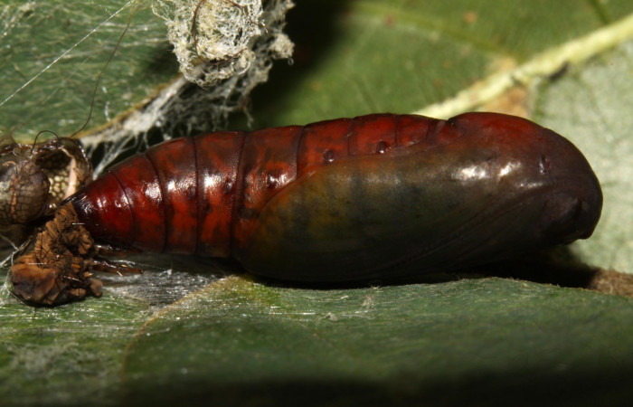 Figura 14. Detalle de pupa , <i>Oxidercia thaumantis</i> (Erebidae). (13-SRNP-31372- DHJ701660).