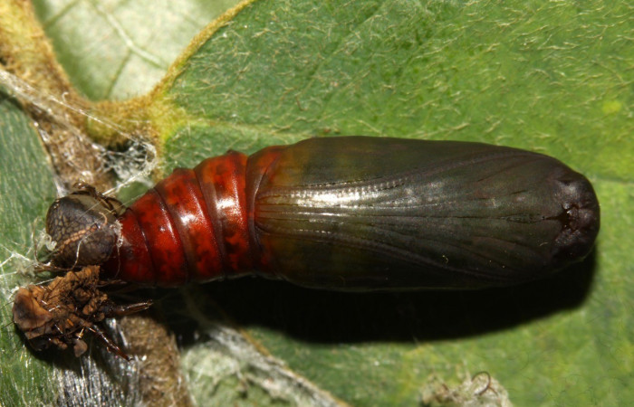 Figura 15. Detalle de pupa , <i>Oxidercia thaumantis</i> (Erebidae). (13-SRNP-31372- DHJ701663).