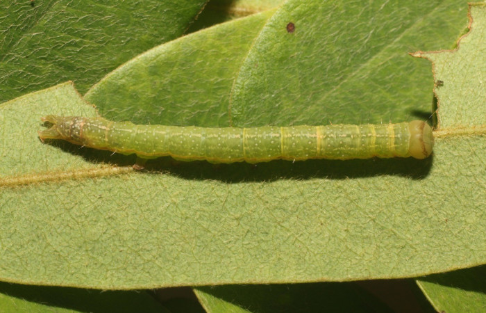 Figura 11. Detalle dorsal, <i>Oxidercia</i> Poole02 (Erebidae). (18-SRNP-80474- DHJ715057).