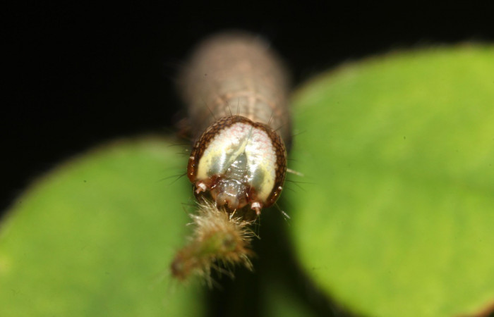 Figura 9. Detalle de cabeza, <i>Oxidercia thaumantis</i> (Erebidae). (19-SRNP-40237- DHJ767398).