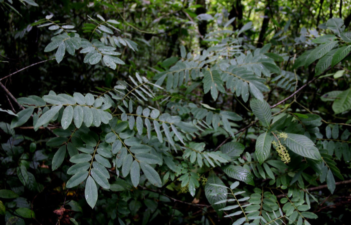 Fig. 1. Unas de las planta hospedera donde más se alimenta <i>Oxidercia thaumantis</i> (Erebidae) <i>Machaerium salvadorense</i> (Fabaceae). Foto Minor Carmona Sendero Aura Estación Biológica Wege.