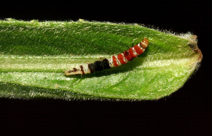 Figura 3. Larva <i>Helcystogramma</i> Janzen347 (Gelechiidae), último estadío (U) vista dorsal, localidad Tajo Angeles, Sector San Cristóbal ACG (540m). Voucher: 10-SRNP-2394-DHJ470628.jpg.