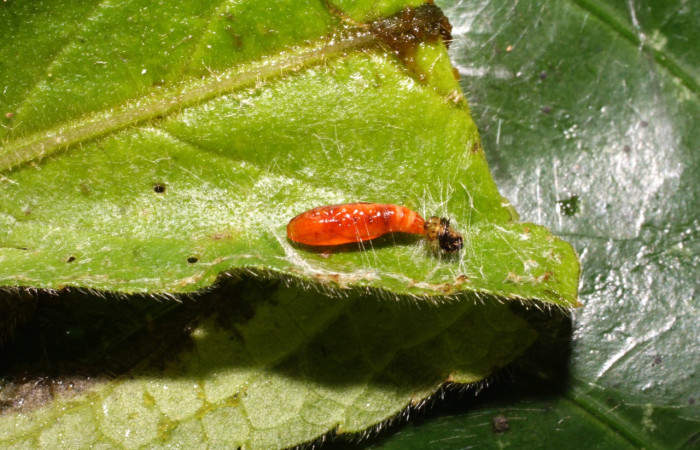 Figura 6. Pupa de <i>Helcystogramma</i> Janzen347 (Gelechiidae), vista dorsal, localidad Estación Cacao, Sector Cacao ACG (1150m). Voucher: 10-SRNP-35633-DHJ477509.jpg.