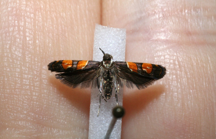Figura 14. Adulto de <i>Helcystogramma luminosa</i> (Gelechiidae), vista dorsal, localidad Sendero Guaca, Sector Rincón Rain Forest ACG (400m). Voucher: 11-SRNP-42481-DHJ545216.jpg.