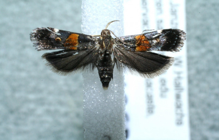 Figura 1. Adulto de <i>Helcystogramma</i> Janzen347 (Gelechiidae), vista dorsal, localidad Sendero Venado, Sector Rincón Rain Forest ACG (420m). Voucher: 11-SRNP-44969-DHJ561443.jpg.