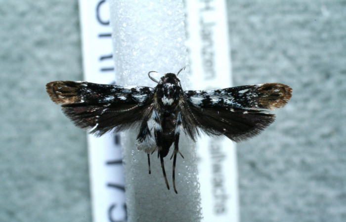 Figura 16. Adulto de <i>Helcystogramma</i> Janzen362 (Gelechiidae), vista dorsal, localidad Puente Palma, Sector San Cristóbal ACG (460m). Voucher: 12-SRNP-1759-DHJ563399.jpg.