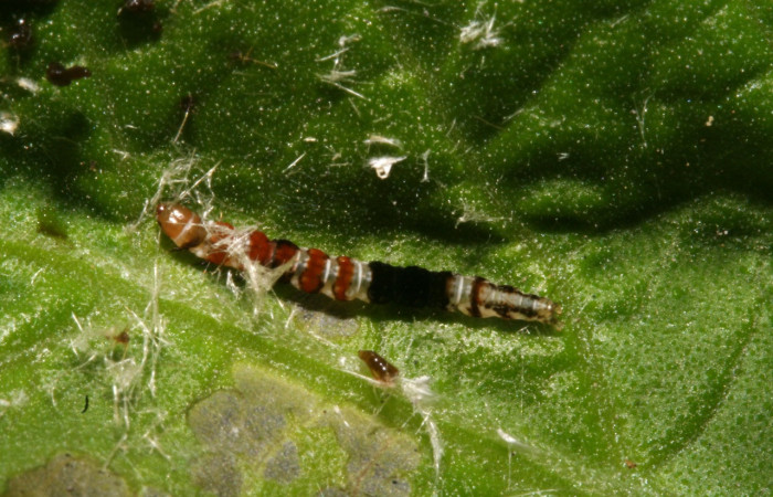 Figura 4. Larva <i>Helcystogramma</i> Janzen347 (Gelechiidae), último estadío (U) vista dorsal, localidad Sendero Anonas, Sector Rincón Rain Forest ACG (405m). Voucher: 12-SRNP-41454-DHJ489544.jpg.