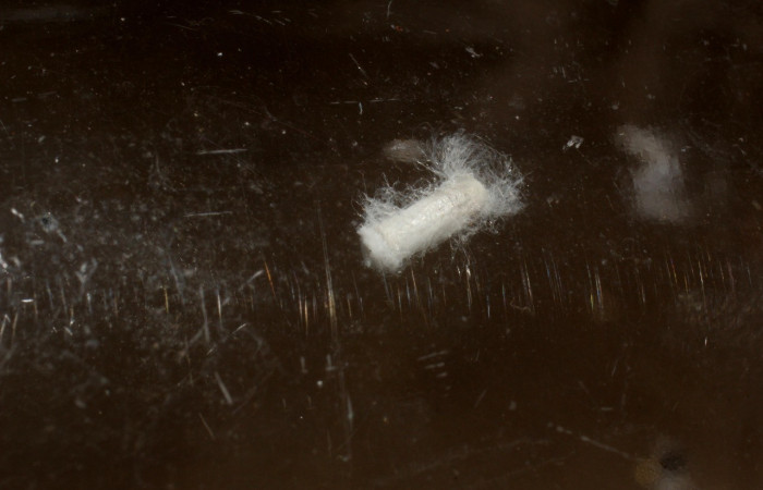 Figura 12. Capullo de parásito mgJanzen01 Janzen01 (Braconidae) que ataca <i>Helcystogramma</i> Janzen347 (Gelechiidae), localidad Tajo Angeles, Sector San Cristóbal ACG (540m). Voucher: 12-SRNP-4153-DHJ801158.jpg.