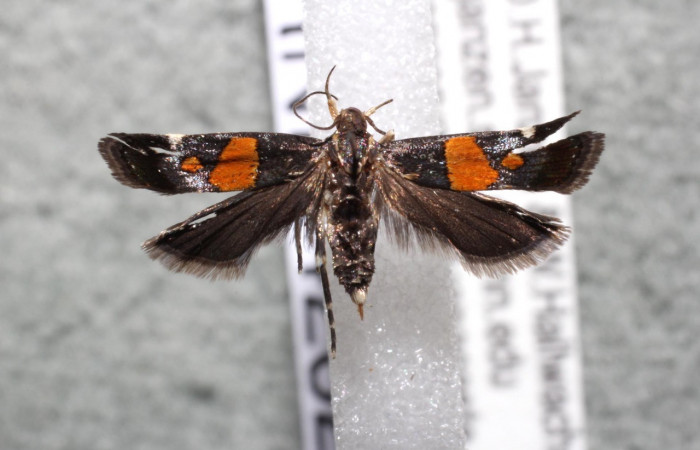 Figura 9. Adulto de <i>Helcystogramma</i> Janzen347 (Gelechiidae), vista dorsal, localidad Sendero Venado, Sector Rincón Rain Forest ACG (420m). Voucher: 13-SRNP-42329-DHJ582379.jpg.