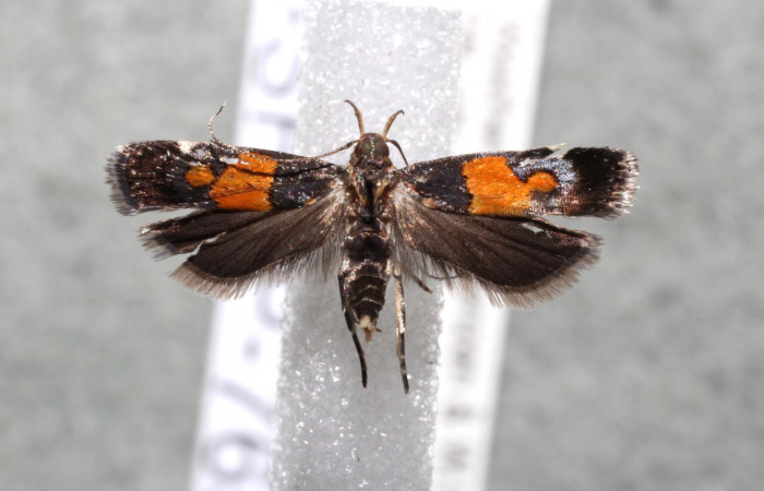 Figura 7. Adulto de <i>Helcystogramma</i> Janzen347 (Gelechiidae), vista dorsal, localidad Finca Esmeralda, Sector Rincón Rain Forest ACG (123m). Voucher: 13-SRNP-76503-DHJ582344.jpg.