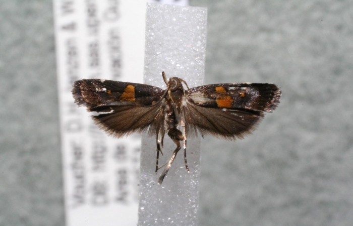 Figura 8. Adulto de <i>Helcystogramma</i> Janzen347 (Gelechiidae), vista ventral, localidad Sendero Nacho, Sector Pitilla ACG (710m). Voucher: 14-SRNP-30969-DHJ920402.jpg.