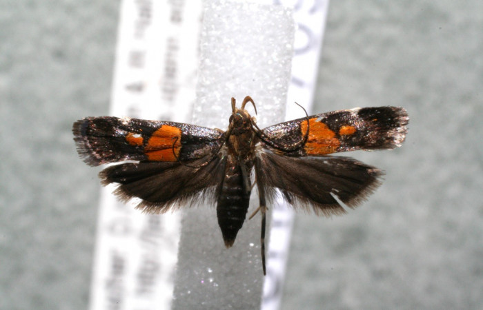 Figura 10. Adulto de <i>Helcystogramma</i> Janzen347 (Gelechiidae), vista ventral, localidad Medrano Estación Biológica Quica, Sector Pitilla ACG (380m). Voucher: 14-SRNP-70929-DHJ920456.jpg.