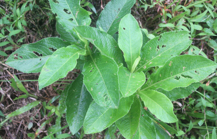 Figura 17. Planta hospedera de <i>Helcystogramma</i> Janzen347 (Gelechiidae), esta planta se llama <i>Elephantopus mollis</i> (Asteraceae), localidad Estación Biológica Quica, Sector Pitilla ACG (380m), foto: Ricardo Calero 20 Julio 2022.