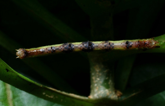  Larva en posición dorsal de <i>Neoselenia banasa</i> (Geometridae), PPU estadio. Sector Cacao, Estación Cacao. Voucher 09-SRNP-36649-DHJ459271.jpg.
