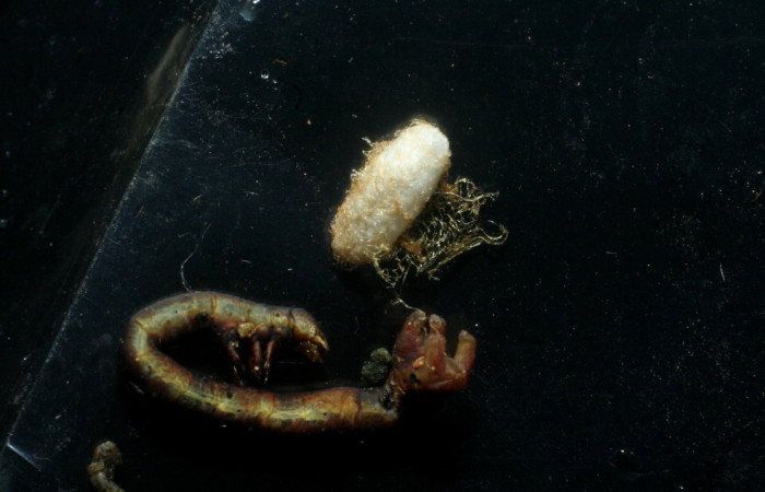 Figura 13. Capullo de parásito de <i>Glyptapanteles</i> Whitfield80 en <i>Neoselenia banasa</i> (Geometridae) . Sector Cacao, Sendero Derrumbe. Voucher 09-SRNP-36091-DHJ456543.jpg.