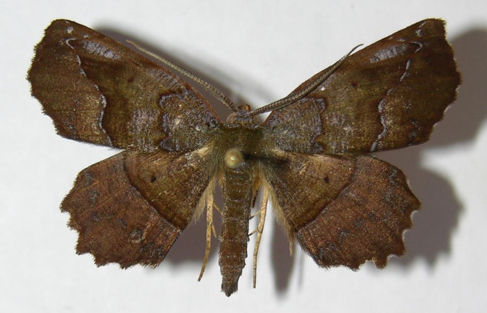  Adulto de <i>Neoselenia banasa</i> en posición dorsal (Geometridae). Sector Cacao, Estación Cacao. Voucher 09-SRNP-36645-DHJ514330.