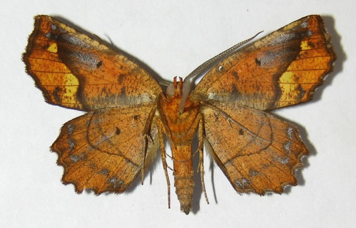  Adulto de <i>Neoselenia banasa</i> en posición ventral (Geometridae). Sector Cacao, Estación Cacao. Voucher 09-SRNP-36645-DHJ514331.