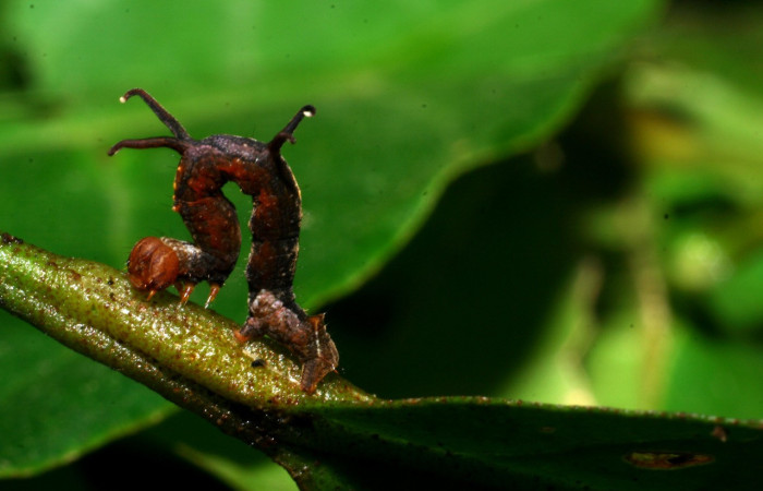 Figura 1. Larva <i>Melinodes detersaria</i> (Geometridae), color rojo vino en los laterales y el dorso, tiene cuatro protuverancias en el dorso, posición lateral, mide 15 mm aproximadamente. Planta hospedera <i>Croton schiedeanus</i>, (Euphorbiaceae). Voucher: 08-SRNP-35875-DHJ441391.jpg.