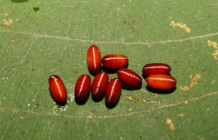 Figura 12. Puparios de <i>Siphona</i> Janzen55 (Tachinidae), color café, parásitos en <i>Melinodes detersaria</i> (Geometridae). Voucher:13-SRNP-71264-DHJ702782.jpg.