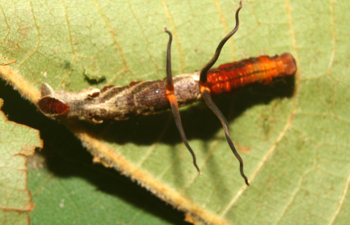 Figura 8. Larva <i>Melinodes detersaria</i> (Geometridae), color rojo vino en los laterales y el dorso, tiene cuatro protuberancias en el dorzo, posición parte tracera, mide 30 mm aproximadamente. Planta hospedera <i>Croton schiedeanus</i>, (Euphorbiaceae). Voucher: 13-SRNP-71264-DHJ702772.jpg.