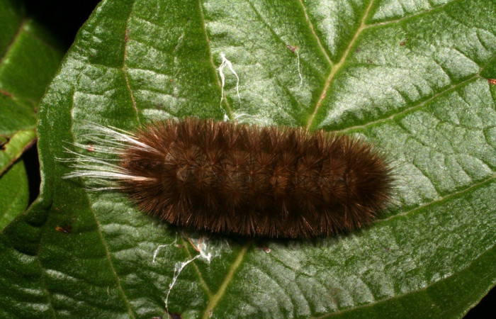 Figura 11. Dorsal entero <i>Idalus crinis</i>, (Erebidae), en la planta <i>Psidium guajava</i>. (Introducido). (Myrtaceae). Sector Rincon Rain Forest .Estación Caribe. (elevación 415 metros). Colectada 16 mayo 2005. (05-SRNP-41339-DHJ406965.jpg).