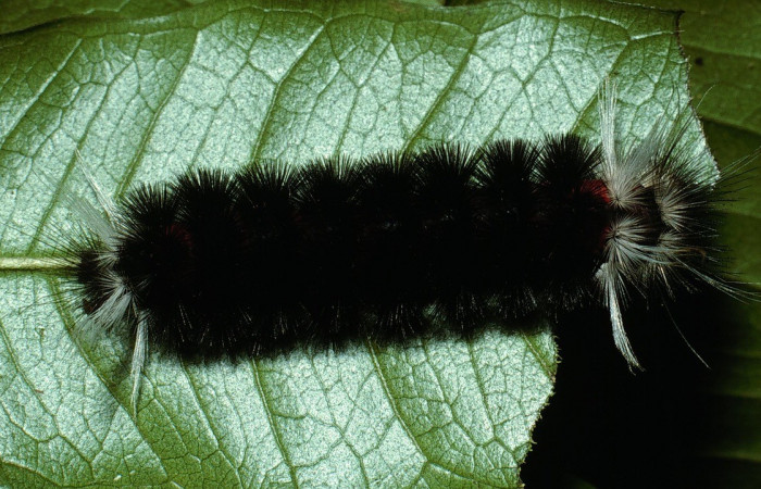 Figura 12. Dorsal entero <i>Idalus herois</i>, (Erebidae), en la planta <i>Myrcia splendens</i> (Myrtaceae). Sector San Cristóbal. Río Blanco Abajo (elevación 500 metros). Colectada 27 febrero 2003. (03-SRNP-5650-DHJ73812.jpg).