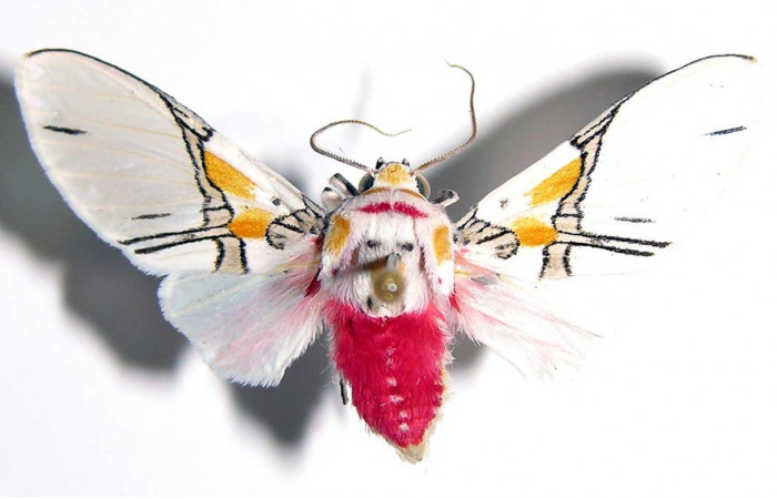 Figura 13. Adulto <i>Idalus crinis</i> (Erebidae), posición vista dorsal. (03-SRNP-22826-DHJ93970).