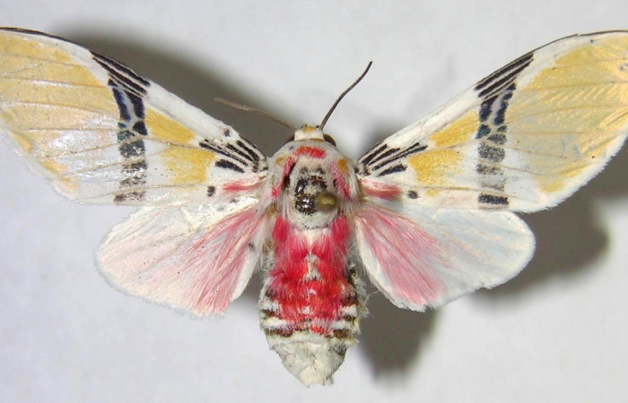 Figura 14. Adulto <i>Idalus herois</i> (Erebidae), posición vista dorsal. (07-SRNP-40563-DHJ371888).