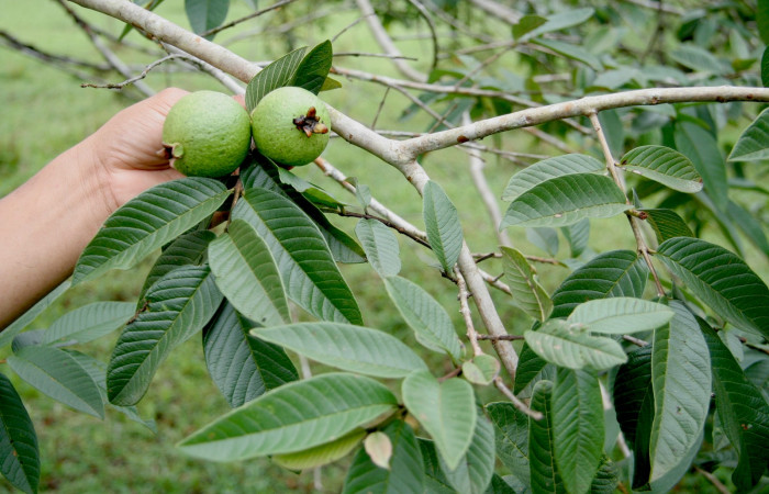 Figura 15. Planta hospedera posición hoja envés y frutos, <i> Psidium guajava</i> (Myrtaceae), de <i>Idalus crinis</i>, (Erebidae). Foto, Jorge Hernández. Sector Rincon Rain Forest. Sendero Venado. 20 agosto 2008.