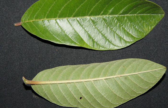 Figura 16. Planta hospedera posición hoja envés y haz, <i> Psidium guajava</i> (Myrtaceae), de <i>Idalus crinis</i>, (Erebidae). Foto, Jorge Hernández. Sector Rincon Rain Forest. Sendero Venado. 20 agosto 2008.