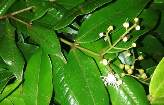 Figura 18. Planta hospedera posición hoja envés y flores, <i>Myrcia splendens</i> (Myrtaceae), de <i>Idalus herois</i>, (Erebidae). Foto, Gloria Sihezar. Sector San Cristóbal. Sendero Piñal. 28 julio 2022.