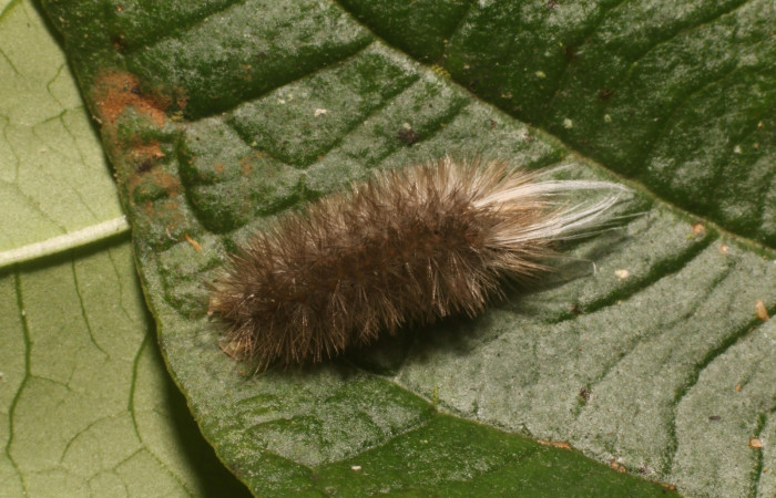 Figura 1. Dorsal entero <i>Idalus crinis</i>, (Erebidae), en la planta <i>Psidium guajava</i> (introducido) (Myrtaceae). Estación Leiva. Sendero Cafecito, (elevación 455 metros). Colectada 23 enero 2022. (22-SRNP-80076-DHJ785841.jpg).