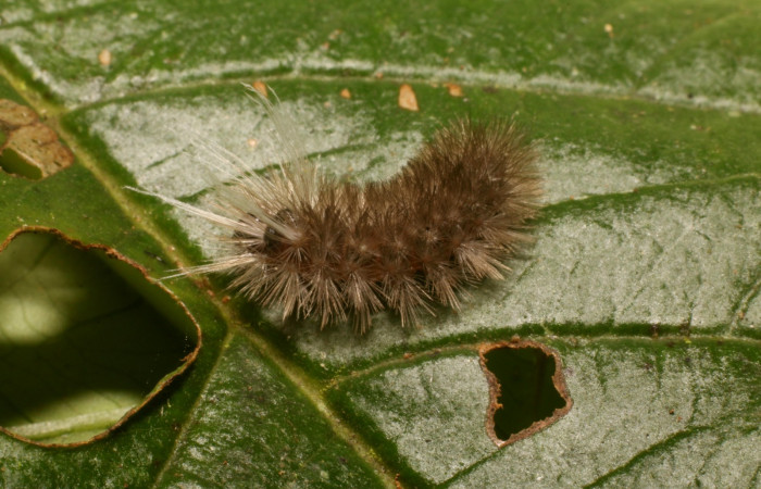 Figura 3. Dorsal entero <i>Idalus crinis</i>, (Erebidae), en la planta <i>Psidium guajava</i> (introducido) (Myrtaceae). Estación Leiva. Sendero Cafecito, (elevación 455 metros). Colectada 23 enero 2022. (22-SRNP-80076-DHJ785845.jpg).