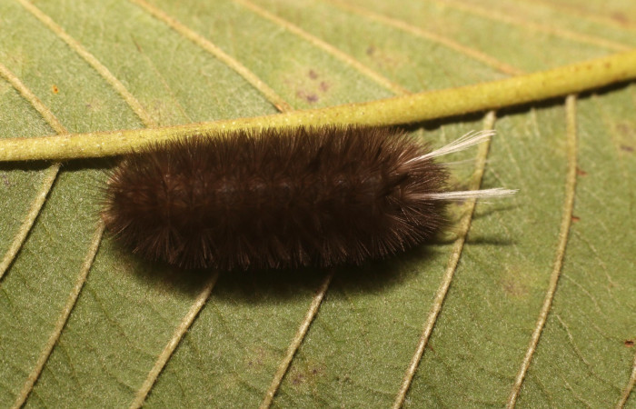 Figura 4. Dorsal entero <i>Idalus crinis</i>, (Erebidae), en la planta <i>Psidium guajava</i> (introducido) (Myrtaceae). Estación Leiva. Sendero Cafecito, (elevación 455 metros). Colectada 23 enero 2022. (22-SRNP-80076-DHJ785866.jpg).