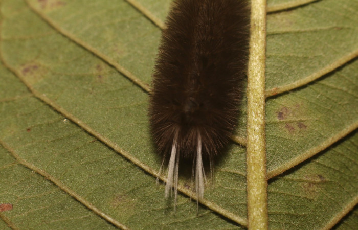 Figura 5. Dorsal tórax <i>Idalus crinis</i>, (Erebidae), en la planta <i>Psidium guajava</i> (introducido) (Myrtaceae). Estación Leiva. Sendero Cafecito, (elevación 455 metros). Colectada 23 enero 2022. (22-SRNP-80076-DHJ785867.jpg).