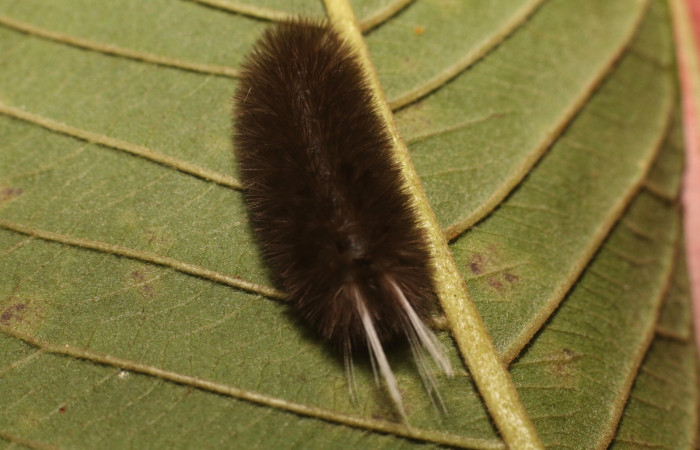 Figura 6. Dorsal entero <i>Idalus crinis</i>, (Erebidae), en la planta <i>Psidium guajava</i> (introducido) (Myrtaceae). Estación Leiva. Sendero Cafecito, (elevación 455 metros). Colectada 23 enero 2022. (22-SRNP-80076-DHJ785868.jpg).