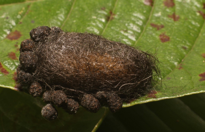 Figura 7. Capullo <i>Idalus crinis</i>, (Erebidae). (22-SRNP-80076-DHJ785877.jpg).