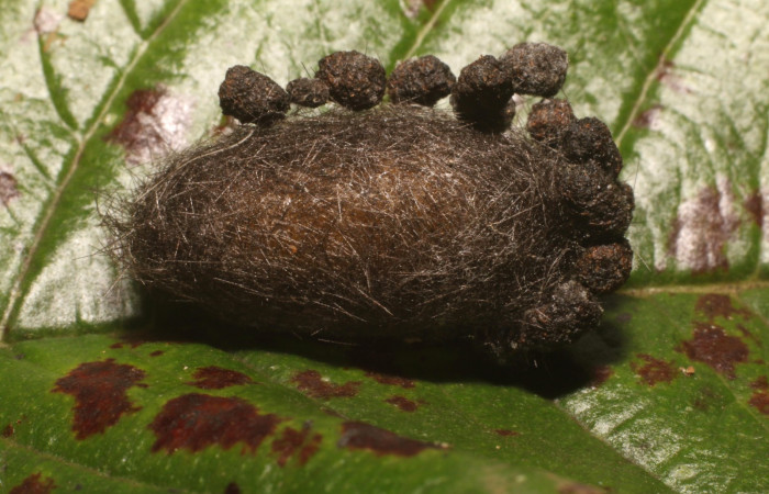 Figura 8. Capullo <i>Idalus crinis</i>, (Erebidae). (22-SRNP-80076-DHJ785879.jpg).